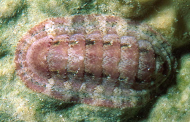 Chiton hululensis